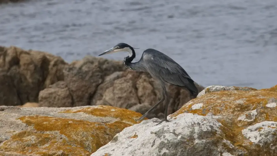 2026SACapetoKTP0661094.4Black-headedHeron.jpg