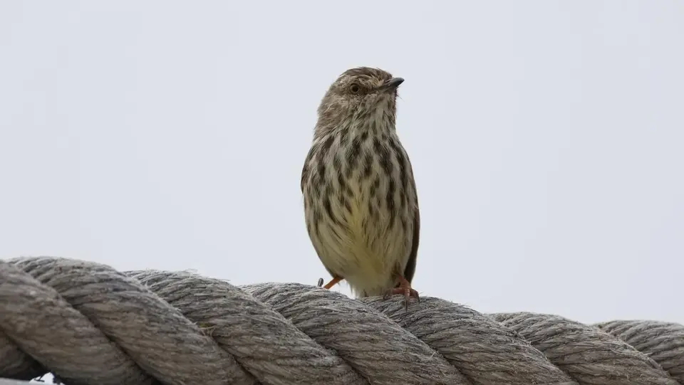 2026SACapetoKTP0667378.4KarooPrinia.jpg