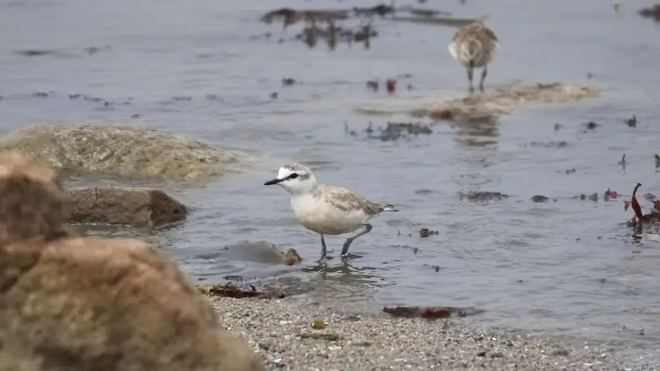 2026SACapetoKTP0673128.1WhitefrontedPlover.jpg