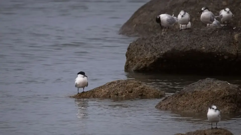 2026SACapetoKTP0680076.4SandwichTern.jpg