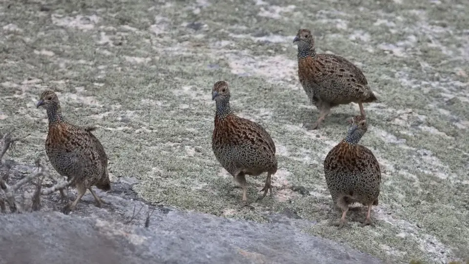 2026SACapetoKTP06910164.2Grey-wingedFrancolin.jpg
