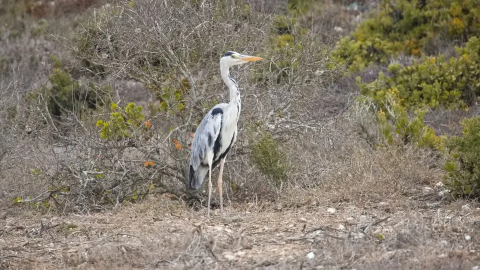 2026SACapetoKTP0703094.1GreyHeron.jpg