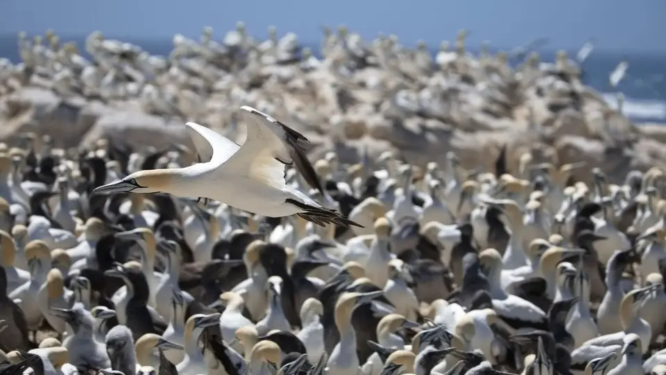 2026SACapetoKTP1182066.4CapeGannet.jpg