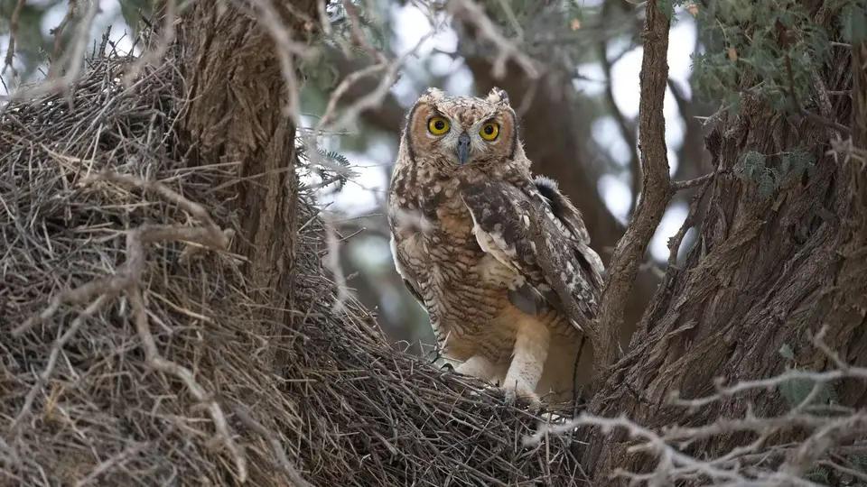 2026SACapetoKTP1514A240.3SpottedEagle-Owl.jpg