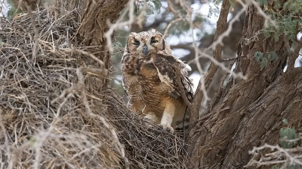2026SACapetoKTP1523240.3SpottedEagle-Owl.jpg