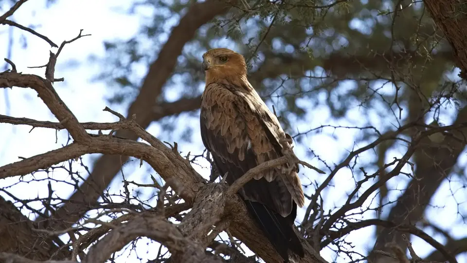 2026SACapetoKTP1547184.3TawnyEagle.jpg