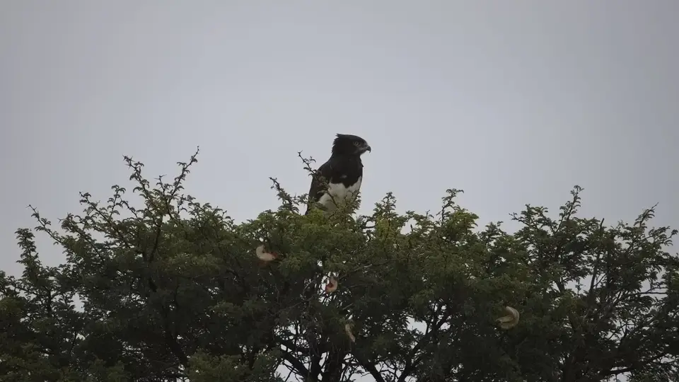 2026SACapetoKTP1617180.2Black-chestedSnakeEagle.jpg