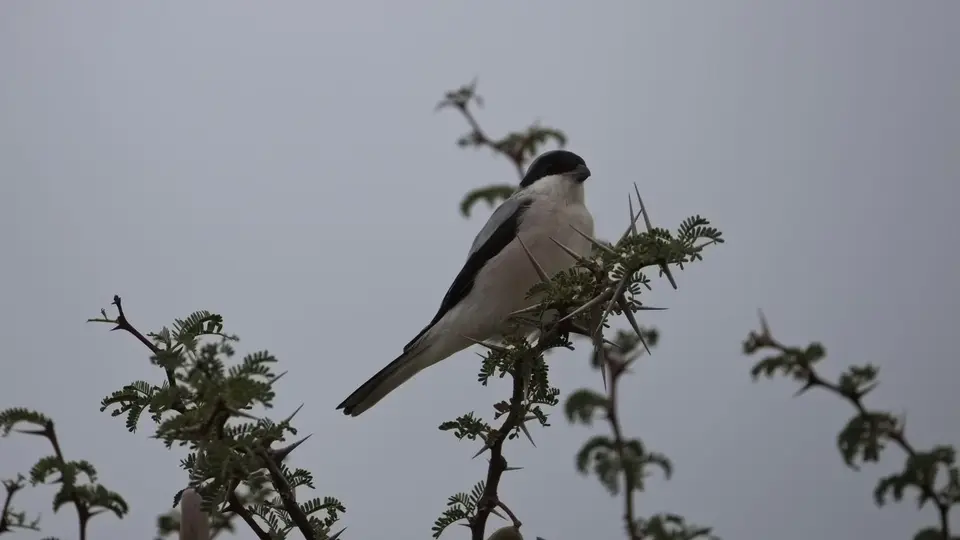 2026SACapetoKTP1622390.4LesserGreyShrike.jpg