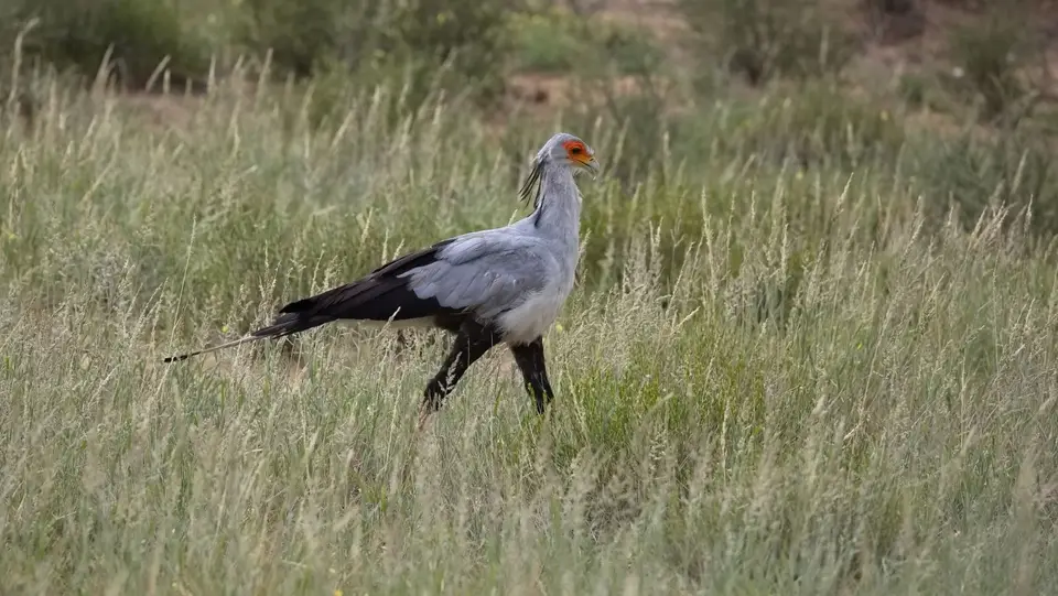 2026SACapetoKTP1746170.2Secretarybird.jpg