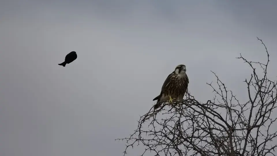 2026SACapetoKTP1769208.2LannerFalcon.jpg