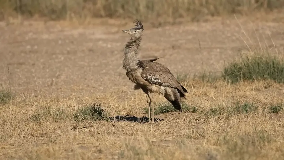 2026SACapetoKTP1890e156.2KoriBustard.jpg
