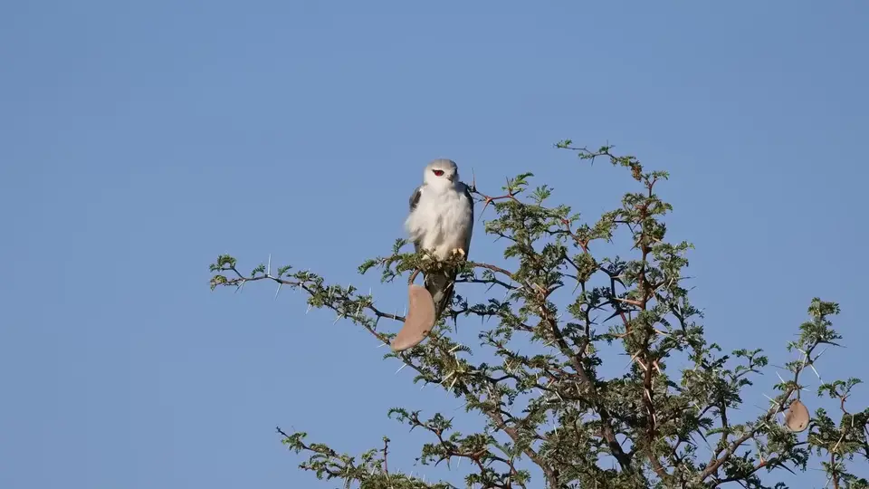 2026SACapetoKTP1975194.2Black-shoulderedKite.jpg
