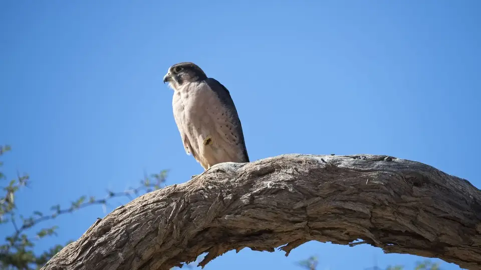 2026SACapetoKTP1975a208.2LannerFalcon.jpg