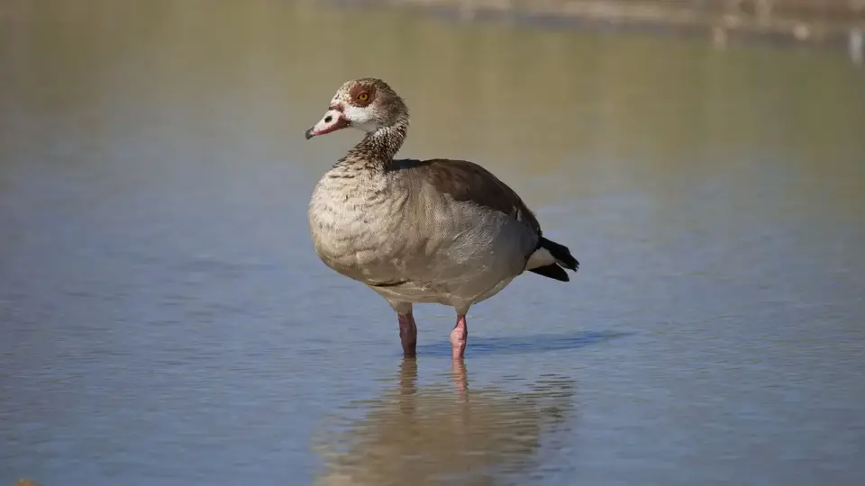 2026SACapetoKTP2050108.3EgyptianGoose.jpg