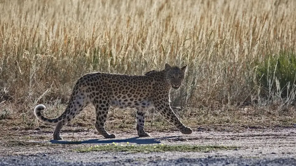 2026SACapetoKTP2064.jpg