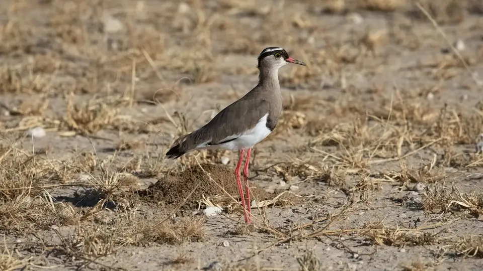 2026SACapetoKTP2066150.1BronzeWingedCourser.jpg