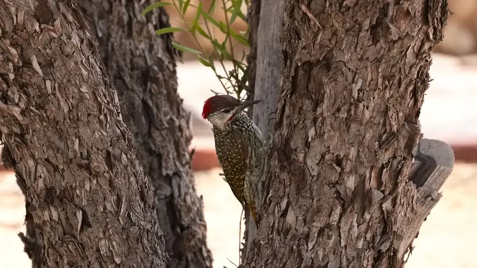 2026SACapetoKTP2097288.2Golden-tailedWoodpecker.jpg