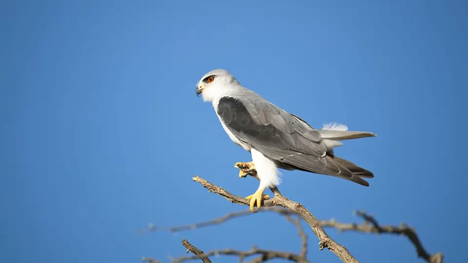 2026SACapetoKTP2145194.2Black-shoulderedKite.jpg