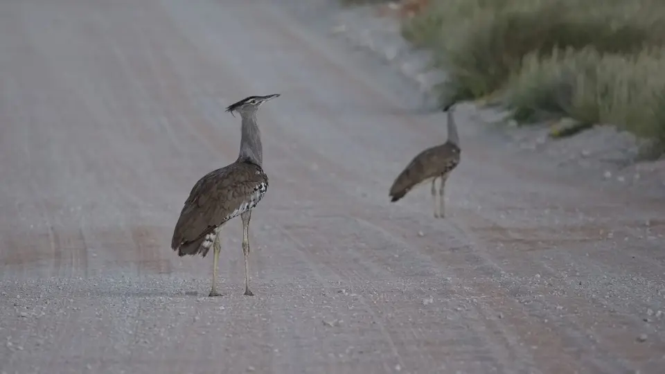 2026SACapetoKTP2156156.2KoriBustard.jpg