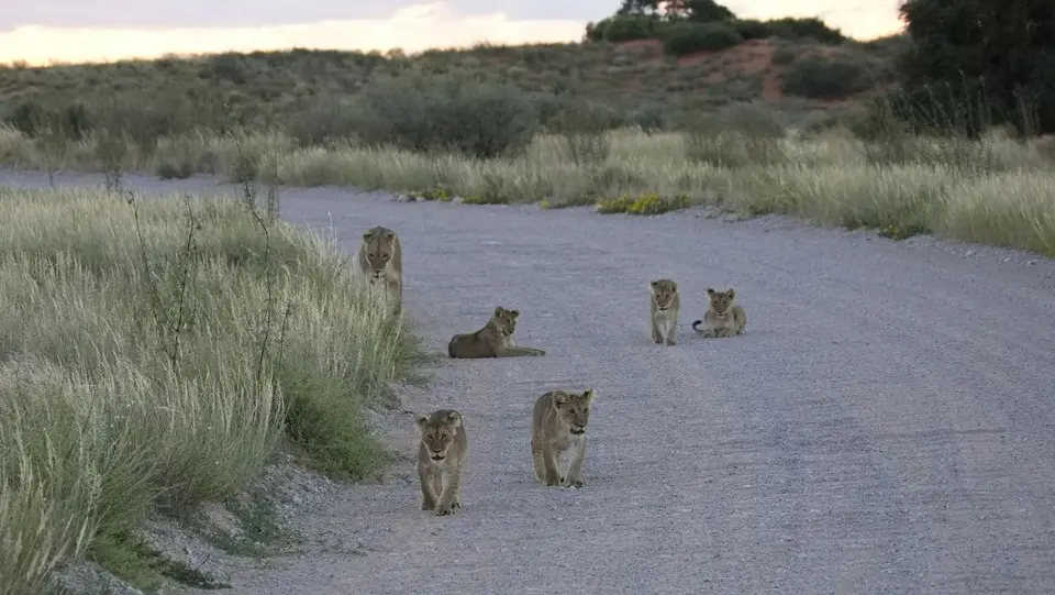2026SACapetoKTP2178.jpg
