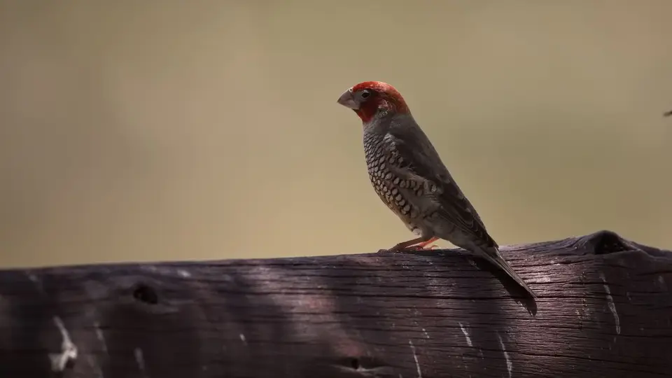 2026SACapetoKTP2962448.6Red-headedFinch.jpg