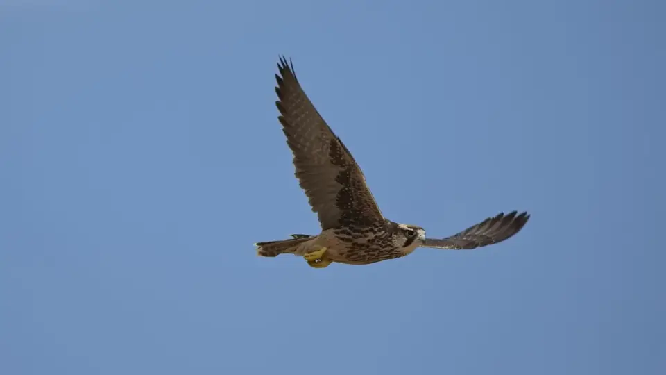 2026SACapetoKTP3779208.2LannerFalcon.jpg