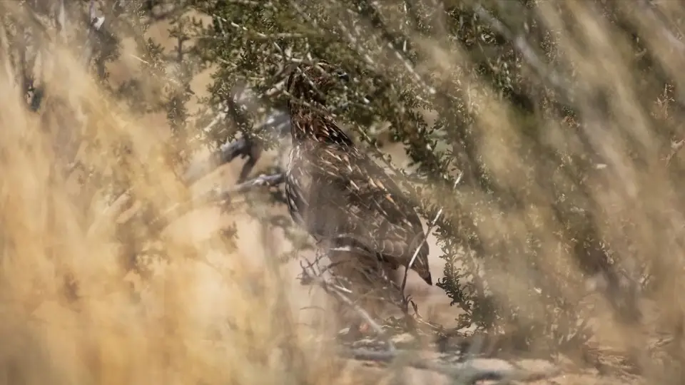 2026SACapetoKTP4039CommonQuail.jpg