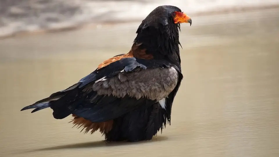 2026SACapetoKTP4401180.1Bateleur.jpg