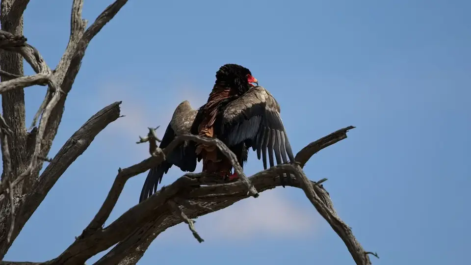 2026SACapetoKTP4445180.1Bateleur.jpg