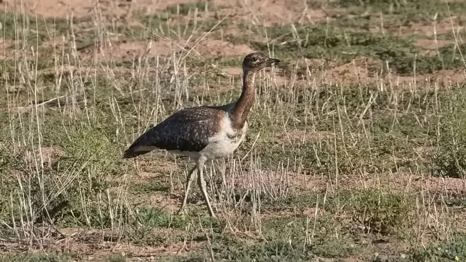 2026SACapetoKTP6470.jpg