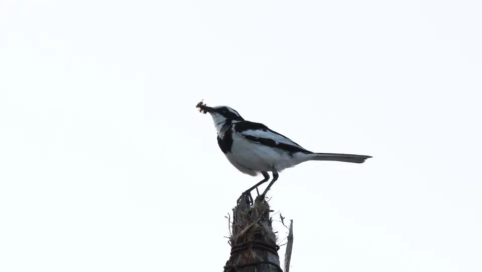 IMG_10002149.1AfricanPiedWagtail.jpg