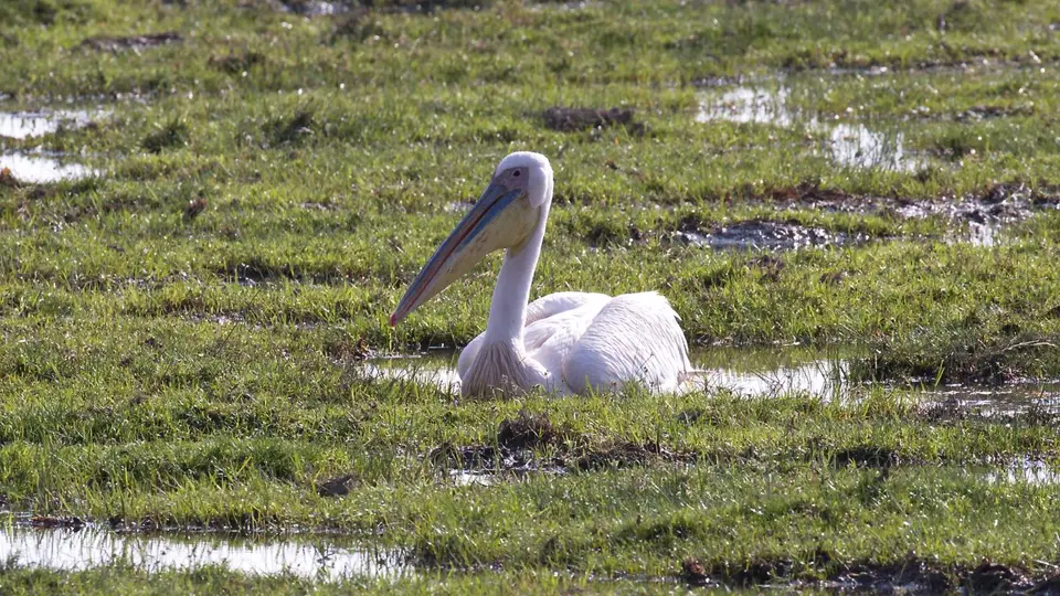IMG_3059007.1GreatWhitePelican.jpg