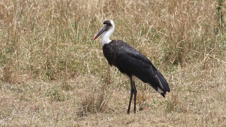 IMG_3107014.4Wooly-neckedStork.jpg