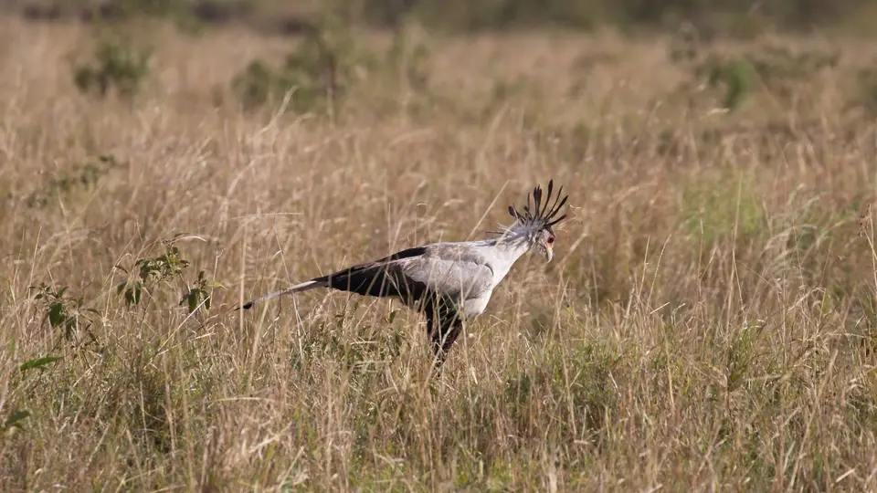 IMG_3130024.4Secretarybird.jpg
