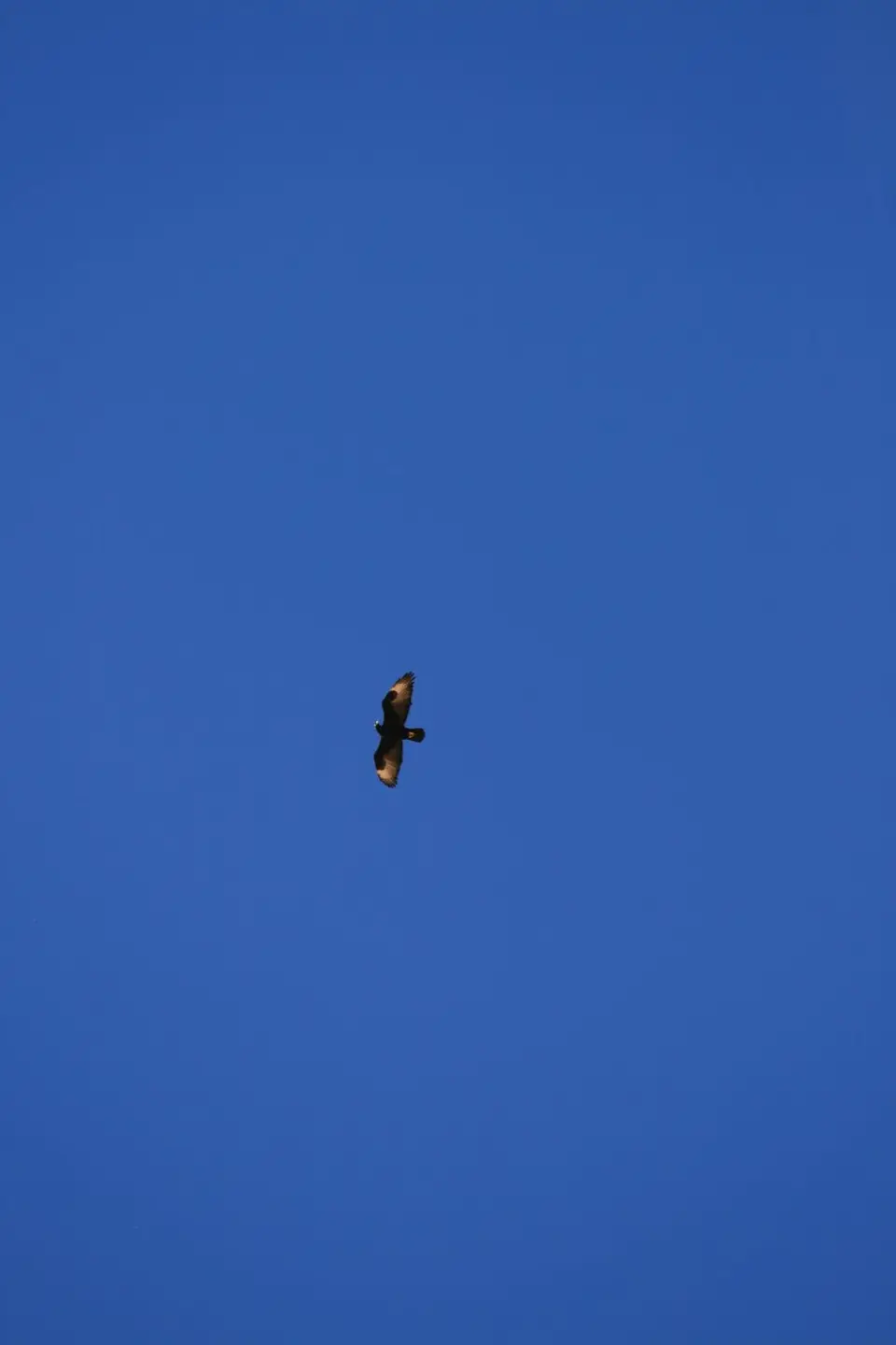 IMG_7390.JPG