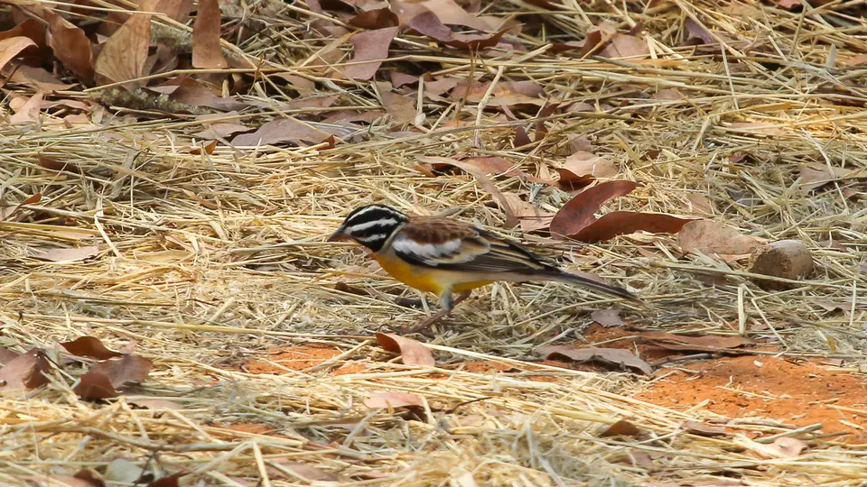 IMG_8619462.4Golden-breastedBunting.jpg