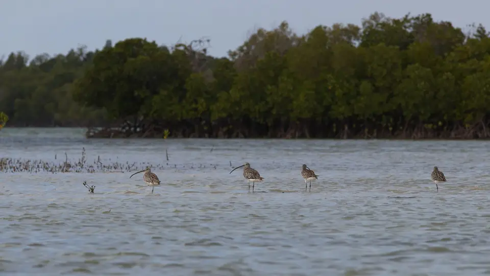 IMG_9109072.4EurasianCurlew.jpg