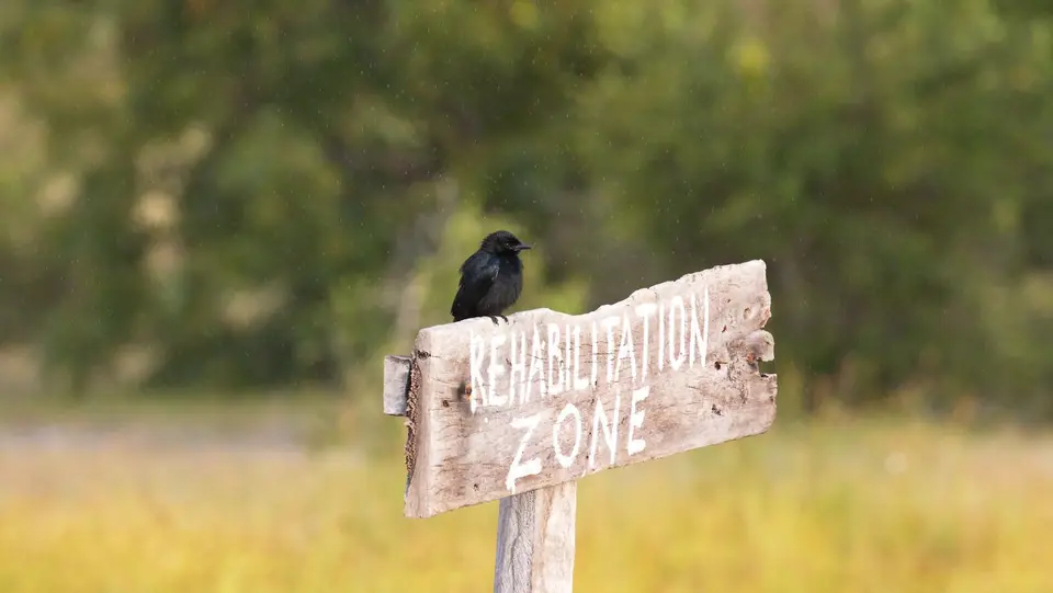 IMG_9566244.1Fork-tailedDrongo.jpg