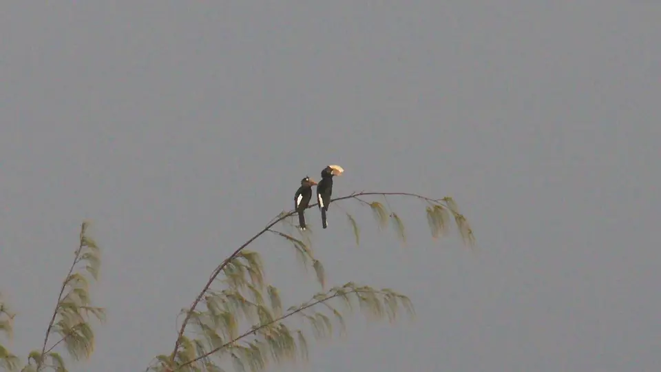 IMG_9570124.2Silvery-cheekedHornbill.jpg