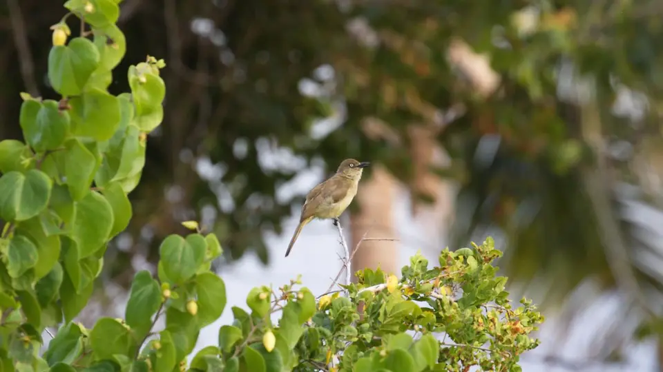 IMG_9595156.5SombreGreenbul.jpg