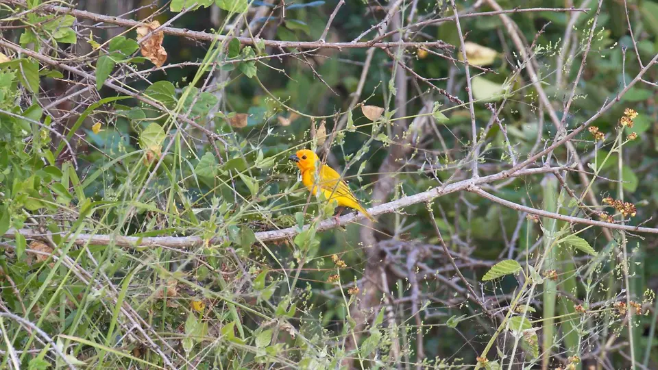 IMG_9602263.3AfricanGoldenWeaver.jpg