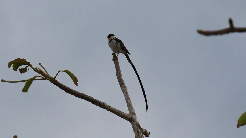 IMG_9661283.3Pin-tailedWhydah.jpg