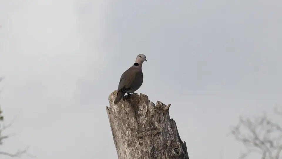 IMG_9725086.1Ring-neckedDove.jpg