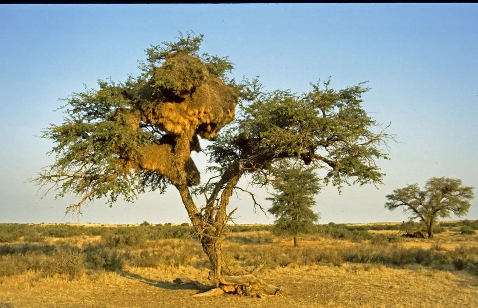 Namibia036-2.jpg