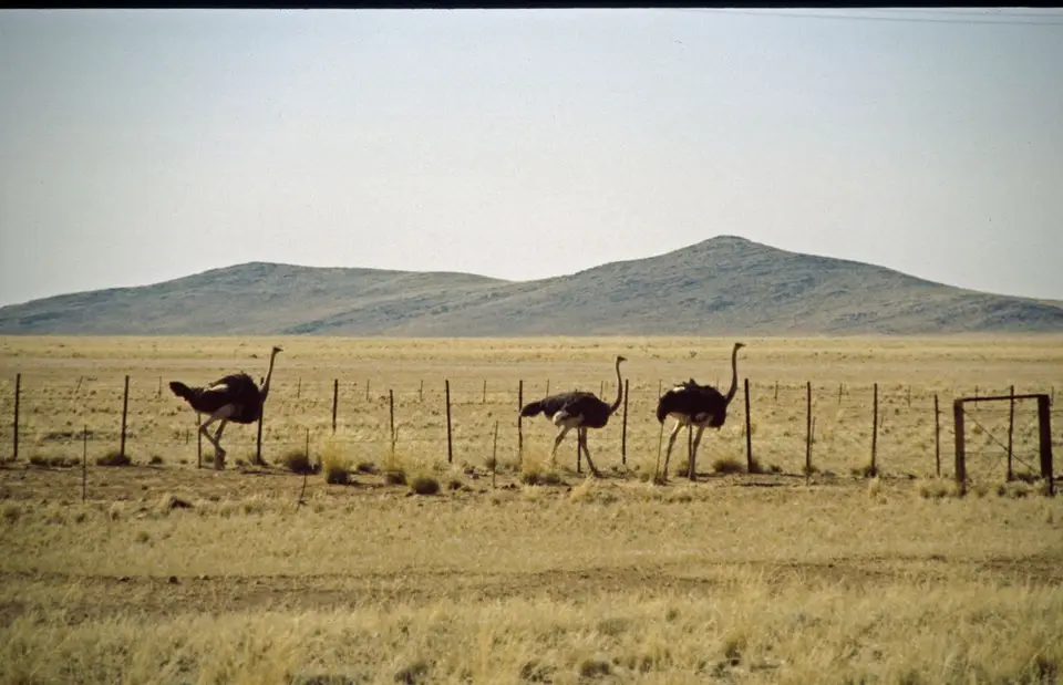 Namibia153.jpg