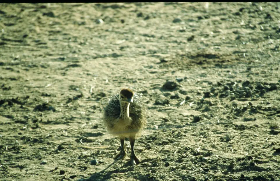 Namibia235.jpg