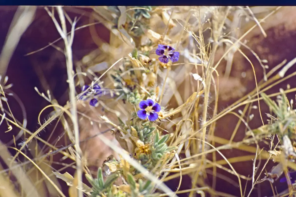 Namibia5074.jpg