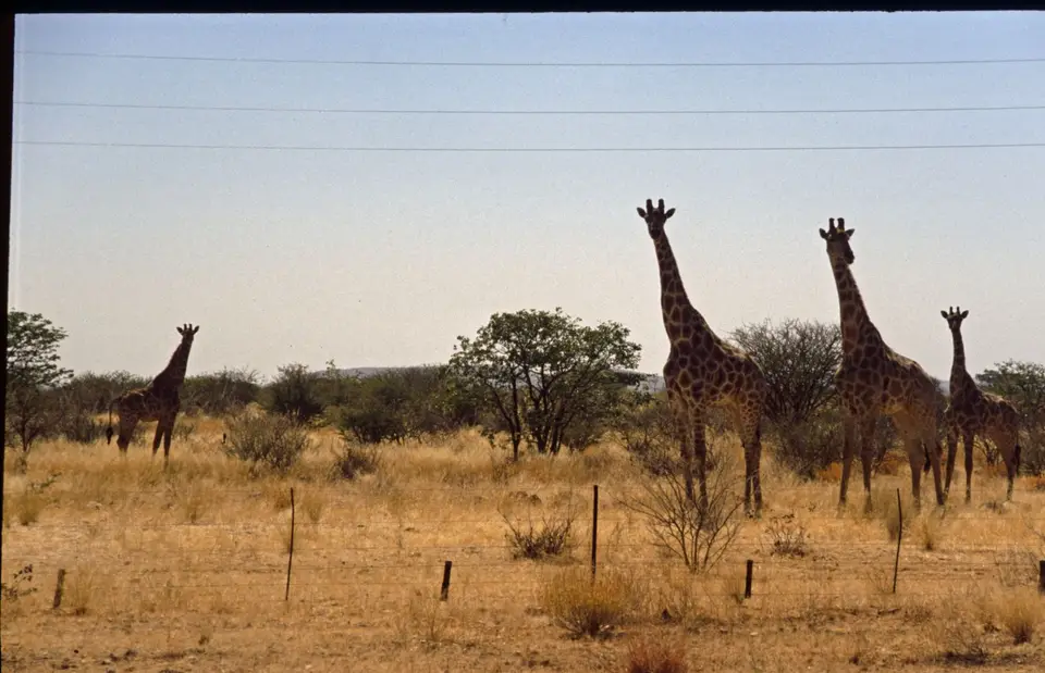 Namibia6035.jpg