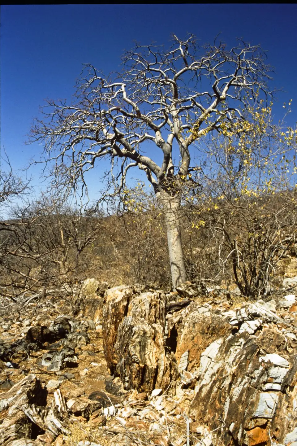 Namibia6041.jpg