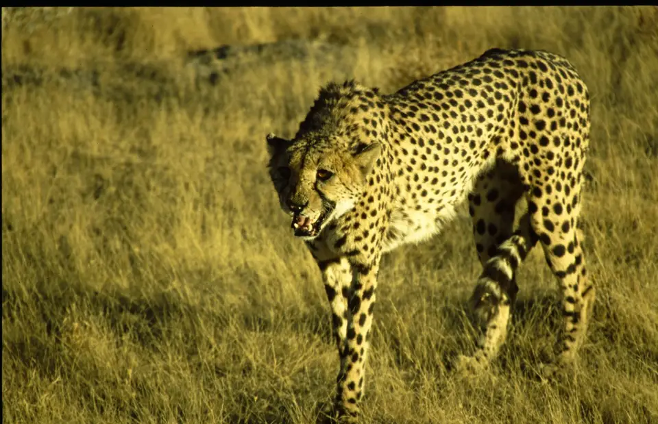 Namibia6068.jpg